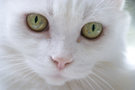 9 Lives and other tails